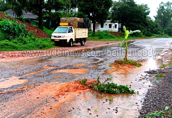 ಗೇರುಕಟ್ಟೆ ಮುಖ್ಯರಸ್ತೆಯ ಹೊಂಡದಲ್ಲಿ ಬಾಳೆ ನಾಟಿ- ಗಮನ ಸೆಳೆಯುತ್ತಿರುವ ಬಾಳೆಗಿಡ