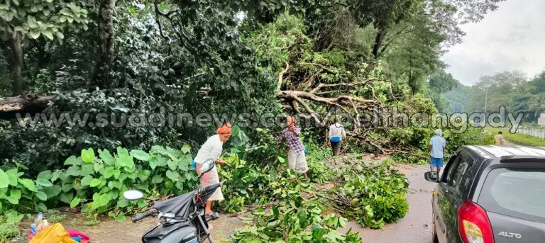 ಧರ್ಮಸ್ಥಳ: ಪ್ರೌಢ ಶಾಲೆ ಕಲ್ಲೇರಿ ಸಮೀಪ ರಸ್ತೆಗೆ ಉರುಳಿದ ಬೃಹತ್ ಗಾತ್ರದ ಮರದ ಕೊಂಬೆ