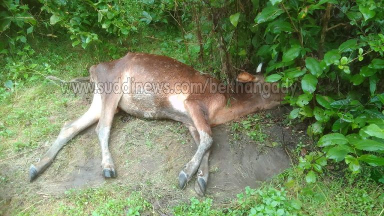 ಶಿಬಾಜೆ: ಕಾಡಾನೆ ದಾಳಿಗೆ ಮೇಯಲು ಕಟ್ಟಿದ್ದ ಹಸು ಸಾವು