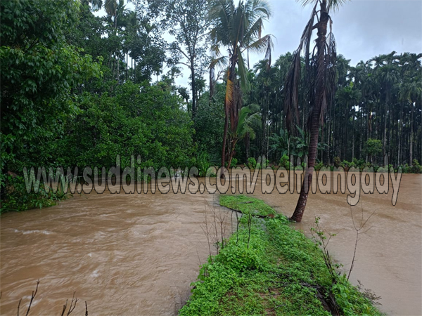 ಪೆರಾಡಿಯ ಪಂಬುದೊಟ್ಟುವಿನಲ್ಲಿ ಗದ್ದೆ, ತೋಟಕ್ಕೆ ನುಗ್ಗಿದ ನೀರು