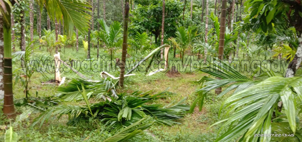 ಶಿಶಿಲ: ಕಾಡಾನೆ ದಾಳಿಗೆ ಅಪಾರ ಕೃಷಿ ನಾಶ