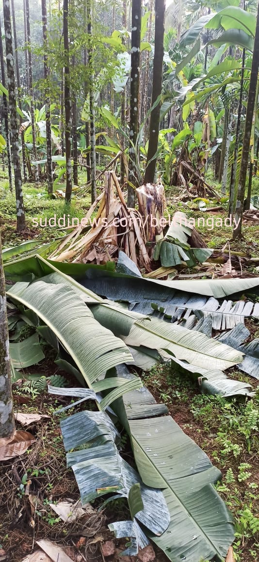 ಅರಸಿನಮಕ್ಕಿ: ಅರೆಕಲ್ ಮಹಾದೇವ ಭಟ್ರ ತೋಟಕ್ಕೆ ಕಾಡಾನೆ  ದಾಳಿ ಅಪಾರ ಪ್ರಮಾಣದ ಕೃಷಿ ನಾಶ