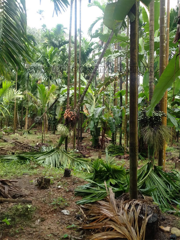 ಗಾಳಿ ಮಳೆಗೆ ಸಾವಿರಾರು ಅಡಿಕೆ ಮರ ಧರಾಶಾಯಿ