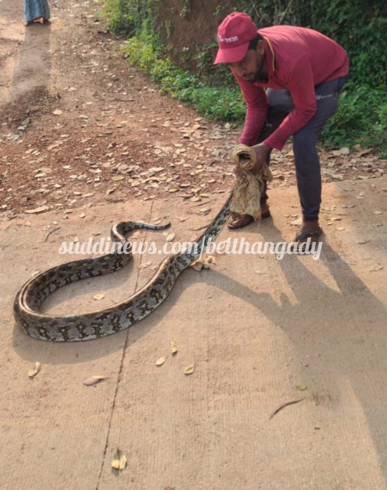 ಪಾಲೇದು: ಕೊಲ್ಯೆತ್ಯಾರುವಿನಲ್ಲಿ ಹೆಬ್ಬಾವು