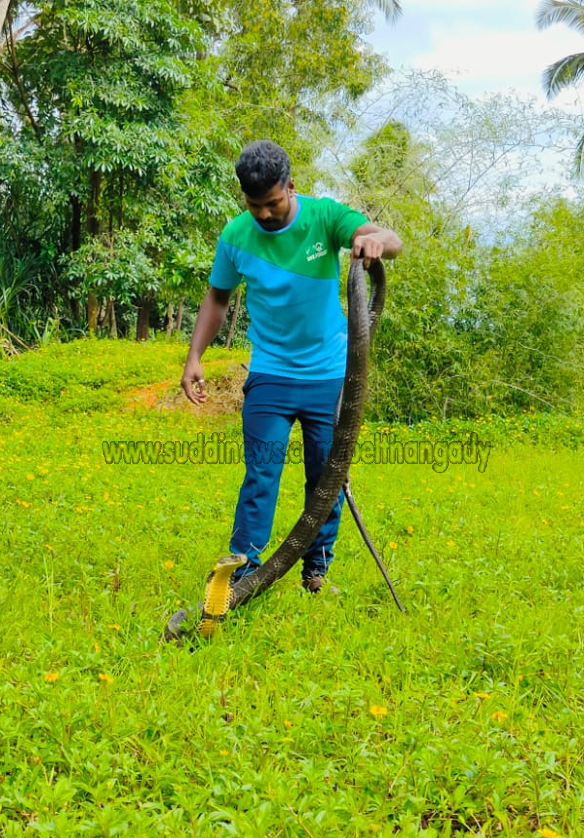 ತೋಟತ್ತಾಡಿ ಶಾಲಾ ಮೈದಾನದಲ್ಲಿ ಕಾಳಿಂಗ ಸರ್ಪ