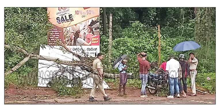 ಉಜಿರೆ: ಟಿ.ಬಿ ಕ್ರಾಸ್ ಬಳಿ ರಸ್ತೆಗೆ ಬಿದ್ದ ಬೃಹತ್ ಆಕಾರದ ಮರ- ಪ್ರಯಾಣಿಕರು ಪ್ರಾಣಾಪಾಯದಿಂದ ಪಾರು