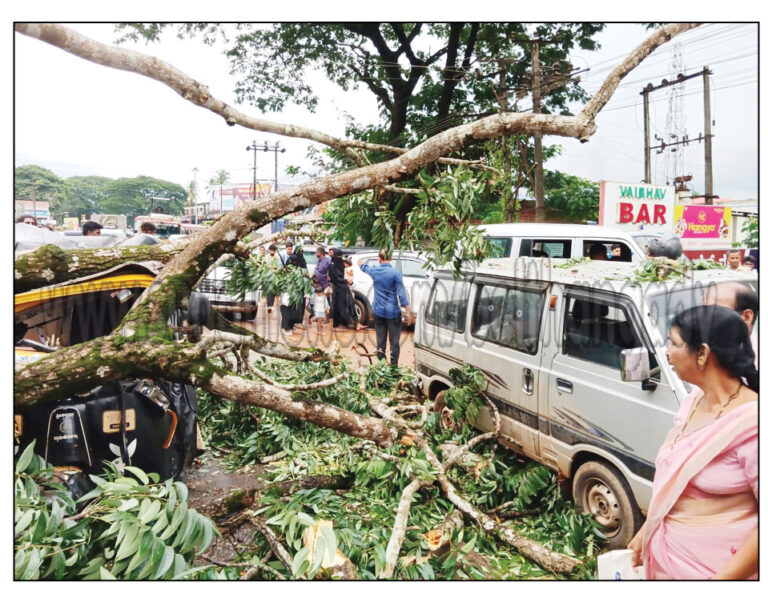 ಉಜಿರೆ: ರಸ್ತೆಗೆ ಬಿದ್ದ ಬೃಹತ್ ಆಕಾರದ ಮರ- ಹಲವು ವಾಹನಗಳು ಜಖಂ