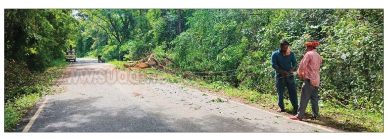 ಅರಸಿನಮಕ್ಕಿ: ಗಾಳಿ ಮಳೆಗೆ ಬೃಹತ್ ಗಾತ್ರದ ಮರ ಬಿದ್ದು ವಿದ್ಯುತ್ ಕಂಬಗಳಿಗೆ ಹಾನಿ