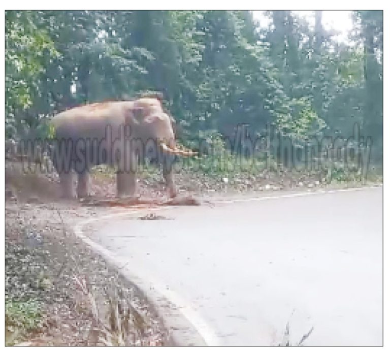 ಚಾರ್ಮಾಡಿ ಘಾಟಿಯಲ್ಲಿ ಮತ್ತೆ ಕಾಣಿಸಿಕೊಂಡ ಕಾಡಾನೆ