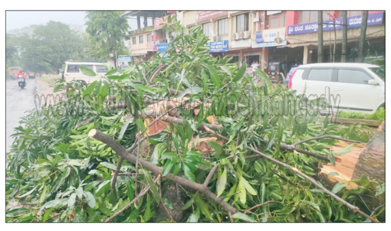 ಸುದ್ದಿ ವರದಿ ಫಲಶೃತಿ: ಉಜಿರೆಯ ಅಪಾಯಕಾರಿ ಮರಗಳ ತೆರವು ಕಾರ್ಯ ಆರಂಭ