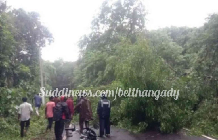 ಕೊಯ್ಯೂರು ರಸ್ತೆಗೆ ಉರುಳಿದ ಹೆಮ್ಮರ- ವಾಹನ ಸಂಚಾರಕ್ಕೆ ಅಡಚಣೆ