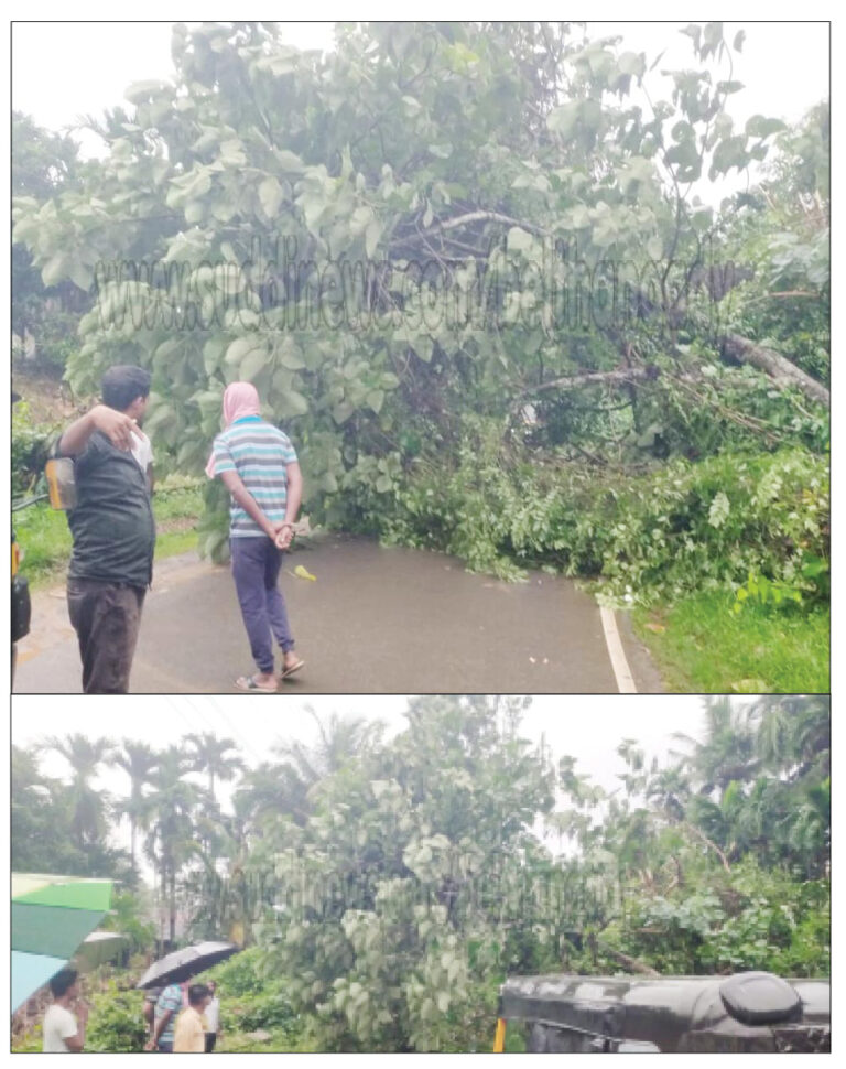 ತೆಕ್ಕಾರು: ರಸ್ತೆಗೆ ಉರುಳಿದ ಮರ