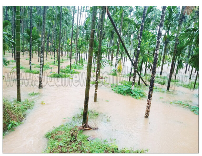 ಬಳಂಜ: ಸುರಿಯುತ್ತಿರುವ ಧಾರಾಕಾರ ಮಳೆಗೆ ಉಕ್ಕಿ ಹರಿಯುತ್ತಿರುವ ಫಲ್ಗುಣಿ ನದಿ: ಪ್ರಮೋದ್ ಕುಮಾರ್ ಜೈನ್ ರವರ ಅಡಿಕೆ ತೋಟ ಮುಳುಗಡೆ