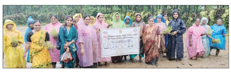 ಶಿಶಿಲ: ಸಂಜೀವಿನಿ ಮಹಿಳಾ ಒಕ್ಕೂಟದ ಸದಸ್ಯೆಯರಿಂದ ನೇಜಿ ನಾಟಿ ಕಾರ್ಯಕ್ರಮ