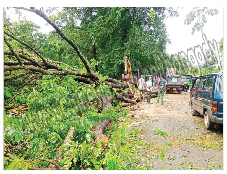 ಕಲ್ಲೇರಿಯಲ್ಲಿ ಮಾರ್ಗಕ್ಕೆ ಬಾಗಿದ್ದ ಮರ ತೆರವುಗೊಳಿಸಿದ ಪಂಚಾಯತ್, ಅರಣ್ಯ ಅಧಿಕಾರಿಗಳು: ಕೆಲಕಾಲ ಸಂಚಾರಕ್ಕೆ ಅಡಚಣೆ