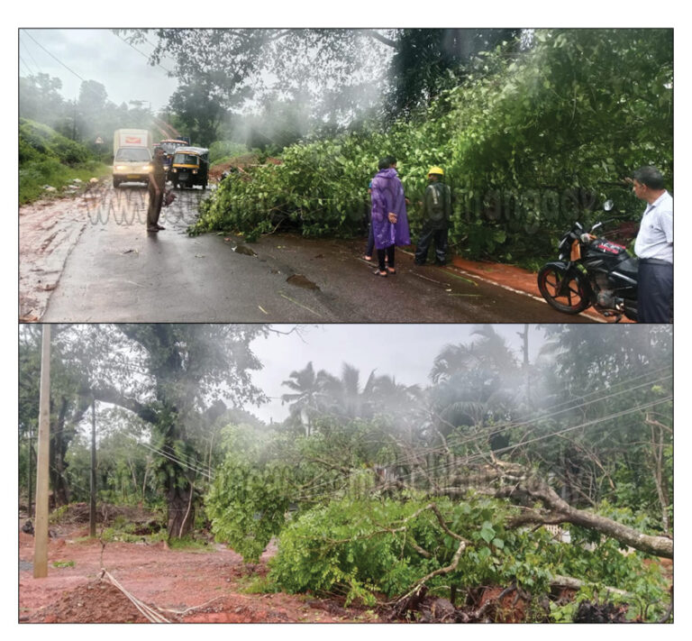 ಸೋಣಂದೂರು: ಕೊಲ್ಪೆದಬೈಲು ಪೆಟ್ರೋಲ್ ಪಂಪ್ ಸಮೀಪ ವಿದ್ಯುತ್ ಕಂಬದ ಮೇಲೆ ಬಿದ್ದ ಮರ- ಮೆಸ್ಕಾಂ ಇಲಾಖೆಯಿಂದ ತೆರವು ಕಾರ್ಯ