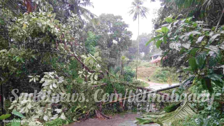 ಪಟ್ರಮೆ: ಉಳಿಯಬೀಡು ಸಮೀಪ ರಸ್ತೆಗೆ ಉರುಳಿದ ಮರ