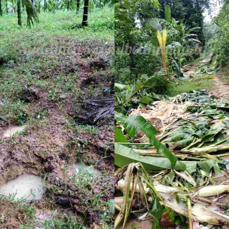 ಪುದುವೆಟ್ಟಿನ ಪಿಲತ್ತಾಜೆಯಲ್ಲಿ ಕಾಡಾನೆಗಳಿಂದ ಕೃಷಿಗೆ ಹಾನಿ