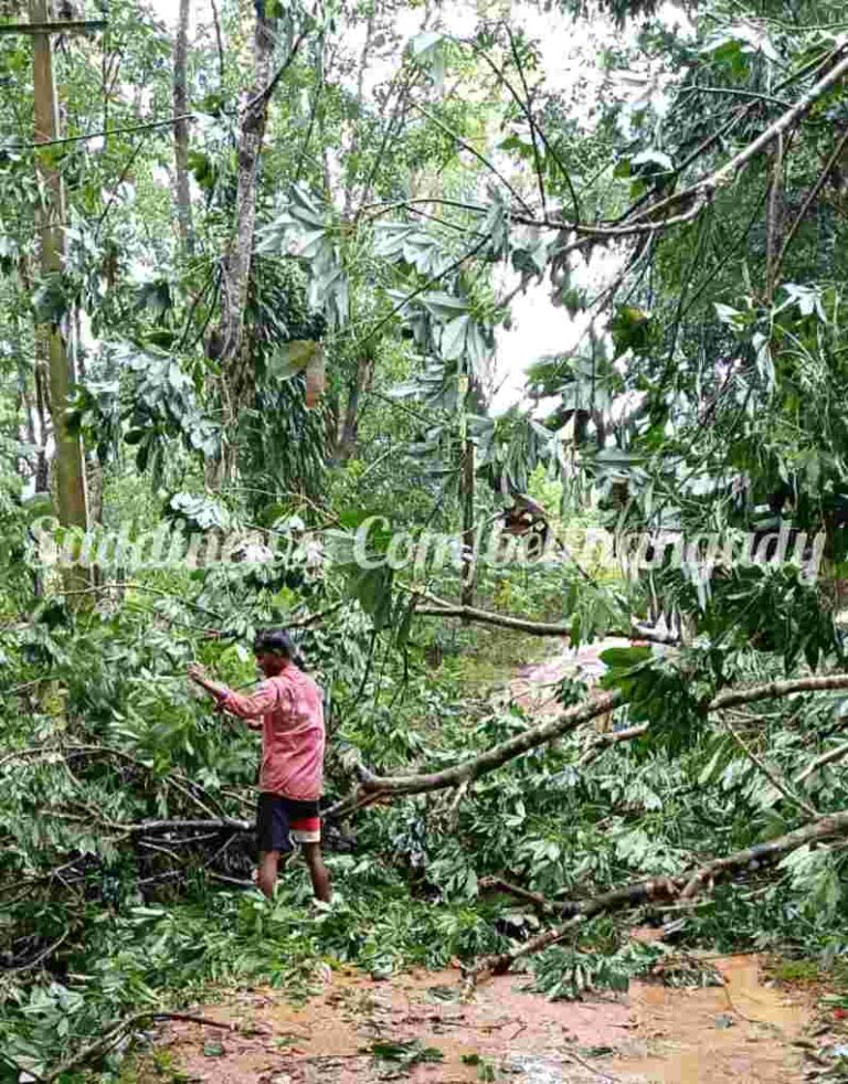 ಕಳೆಂಜ: ಗ್ರಾಮದ ಕುಡುಪಾರು ಎಂಬಲ್ಲಿ ರಸ್ತೆಗೆ ಬಿದ್ದ ಮರ