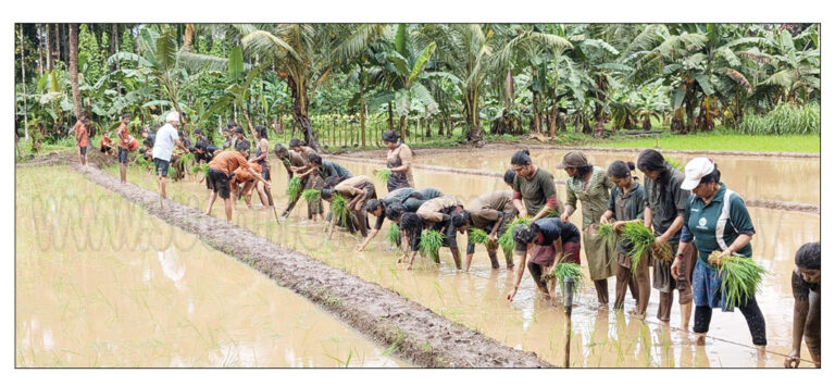 ಶ್ರೀ ಧರ್ಮಸ್ಥಳ ಮಂಜುನಾಥೇಶ್ವರ ಕಾಲೇಜಿನ ಸಸ್ಯಶಾಸ್ತ್ರ ವಿಭಾಗದಿಂದ ನೇಜಿ ನಾಟಿ ಕಾರ್ಯಕ್ರಮ