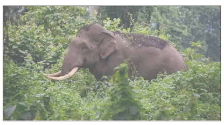 ಶಿಶಿಲ: ಕಾಡಾನೆ ದಾಳಿ- ಅಪಾರ ಕೃಷಿ ನಾಶ