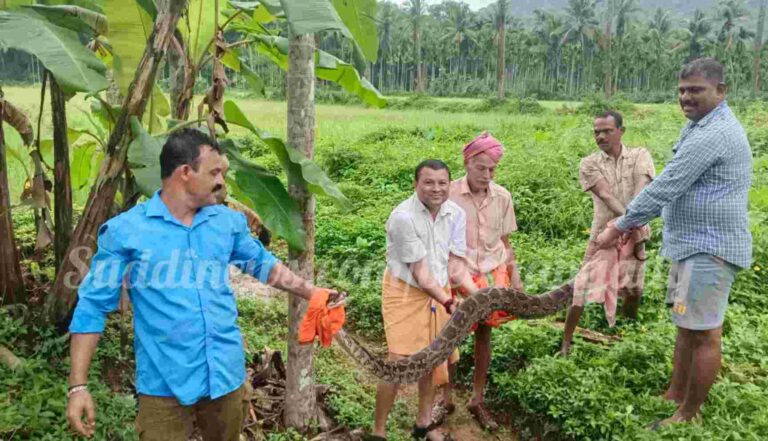 ಇಂದಬೆಟ್ಟು: ಬೃಹತ್ ಗಾತ್ರದ ಹೆಬ್ಬಾವು- ಸುರಕ್ಷಿತವಾಗಿ ಹಿಡಿದು ಅರಣ್ಯಕ್ಕೆ ಬಿಟ್ಟ ಗ್ರಾಮಸ್ಥರು