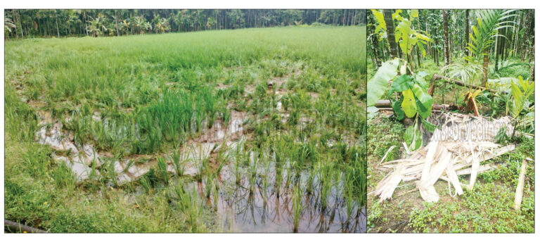 ಪುದುವೆಟ್ಟು ಗ್ರಾಮದ ನಡ್ಯೇಲ್‌ನಲ್ಲಿ ಮುಂದುವರಿದ ಕಾಡಾನೆ ಹಾವಳಿ- ಗಜಪಡೆಯಿಂದ ಭತ್ತದ ಪೈರು, ತೆಂಗಿನ ಮರ, ಅಡಿಕೆ, ಬಾಳೆಗಿಡ ನಾಶ