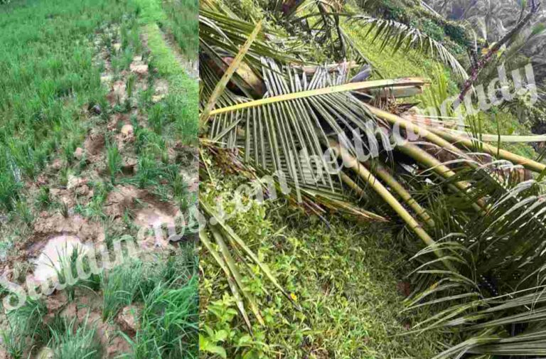 ಪೆರಿಯಡ್ಕ: ಮಾಕಳದಲ್ಲಿ ತೋಟಕ್ಕೆ ಆನೆ ದಾಳಿ- ಬೆಳೆ ಹಾನಿ