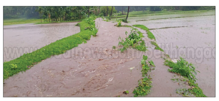 ನೆರಿಯ: ಮಳೆಗೆ ಭತ್ತದ ಕೃಷಿ ನಾಶ- ಅಪಾರ ಪ್ರಮಾಣದ ನಷ್ಟ