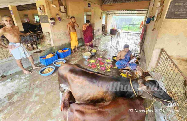 ಕೊಕ್ಕಡ: ಸೌತಡ್ಕ ಗೋಶಾಲೆಯಲ್ಲಿ ಗೋಪೂಜೆ