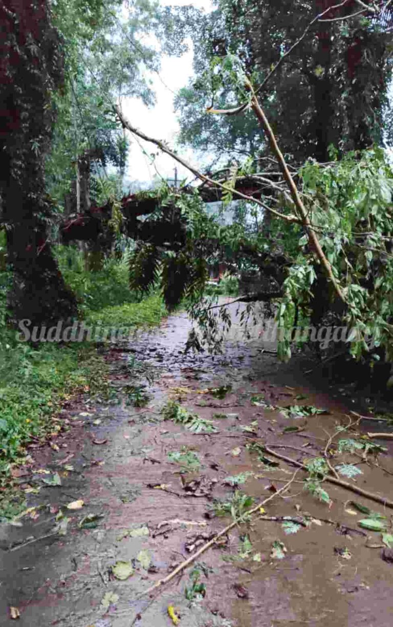 ಪುದುವೆಟ್ಟು: ಸುರಳ್ಳಿ ಬಳಿ ಮರ ಬಿದ್ದು ರಸ್ತೆ ಬಂದ್