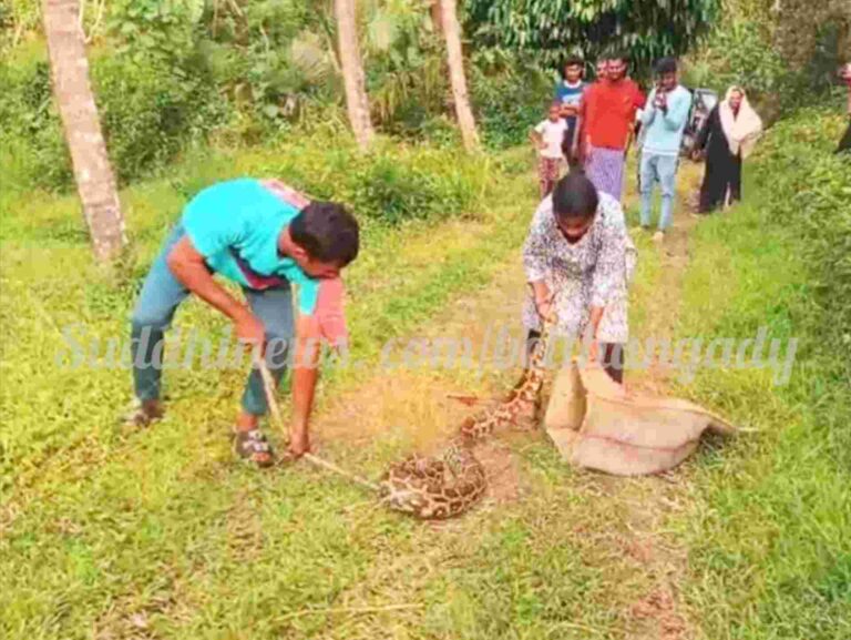 ಬೆಳ್ತಂಗಡಿ: ಹೆಬ್ಬಾವು ಹಿಡಿದ ಧೀರ ಮಹಿಳೆ ಕುಪ್ಪೆಟ್ಟಿಯ ಶೋಭಾ!