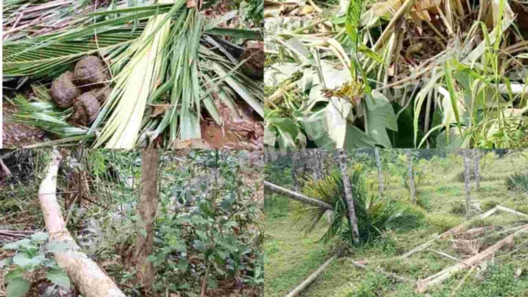 ಕಲ್ಮಂಜ: ತೋಟಗಳಿಗೆ ಕಾಡಾನೆ ದಾಳಿ