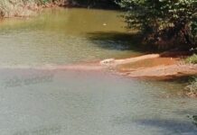 ಮೊಗ್ರು: ಮುಗೇರಡ್ಕ ನೇತ್ರಾವತಿ ನದಿಯಲ್ಲಿ ಮೊಸಳೆ ಪತ್ತೆ