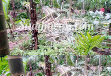 ಪುದುವೆಟ್ಟು: ಕಾಡಾನೆ ದಾಳಿಯಿಂದ ಕೃಷಿ ಹಾನಿ