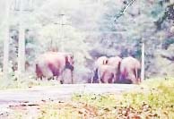 ಕಾಡಾನೆ ಓಡಾಟ ಮಿತ್ತಬಾಗಿಲು ಗ್ರಾ.ಪಂ.ನಿಂದ ಎಚ್ಚರಿಕೆ