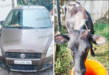 ಪಟ್ಟೂರು: ಅಕ್ರಮ ದನ ಸಾಗಾಟ: ಧರ್ಮಸ್ಥಳ ಪೊಲೀಸರಿಂದ ಆರೋಪಿಗಳ ಬಂಧನ