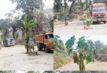 ಮಿಶ್ರಬೆಳೆಯ ತೋಟವಾಗ್ತಿದೆ ಪಿಲಿಗೂಡು-ಉಪ್ಪಿನಂಗಡಿ ರಸ್ತೆ-ಅಡಿಕೆ, ತೆಂಗು, ಬಾಳೆ, ಸುವರ್ಣಗೆಡ್ಡೆ ಗಿಡ ನೆಟ್ಟು ಆಕ್ರೋಶ-ಜನಪ್ರತಿನಿಧಿಗಳೇ, ಅಧಿಕಾರಿಗಳೇ ಫಸಲು ಕೊಡುವ ತನಕ ರಸ್ತೆ ಹೀಗೇನಾ?