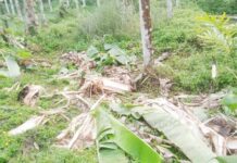 ಪಟ್ರಮೆ: ಗ್ರಾಮದ ನೇಲ್ಯಡ್ಕ, ಹಿಮರಡ್ಕದಲ್ಲಿ ಗಜಪಡೆ ದಾಳಿ-ಕೃಷಿ ನಾಶ