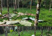 ಹತ್ಯಡ್ಕ: ಮುದ್ದಿಗೆ ನಿವಾಸಿ ಕಮರೇಶ್ ತೋಟಕ್ಕೆ ಆನೆ ದಾಳಿ: ಕೃಷಿ ನಾಶ