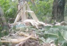 ಶಿಶಿಲ ಕಾಲೋನಿಯಲ್ಲಿ ಬೀಡುಬಿಟ್ಟಿರುವ ಕಾಡಾನೆಗಳು-ಸುತ್ತಲಿನ ತೋಟಗಳಿಗೆ ನುಗ್ಗಿ ಕೃಷಿ ನಾಶ