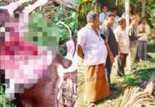 ಪಡಂಗಡಿ: ಚಿರತೆ ದಾಳಿ