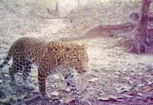 ಮಚ್ಚಿನ: ಚಿರತೆ ಪ್ರತ್ಯಕ್ಷ