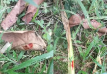 ಶಿಶಿಲ: ಕಾಲೋನಿಯಲ್ಲಿ ಮುಂದುವರೆದ ಕಾಡಾನೆ ಉಪಟಳ-ಗಾಯಗೊಂಡ ಆನೆ ಇರುವ ಶಂಕೆ ವ್ಯಕ್ತ ಪಡಿಸಿದ ಸ್ಥಳೀಯರು